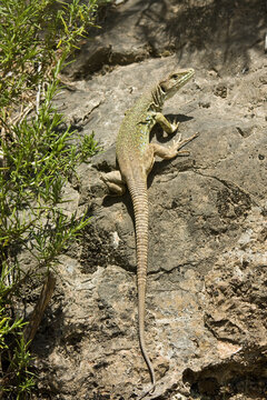 Lagarto ocelado (Lacerta lepida), Castell&oacute;n, Espa&ntilde;a