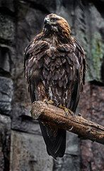Golden eagle on the branch. Latin name - Aquila chrysaetos