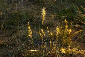 Fototapeta premium Yellow grass seeds in afternoon sun