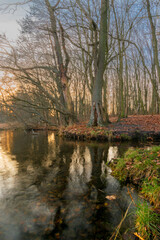 Reflections of the forest in the water during sunset (Brandenburg, Germany)