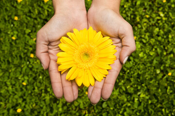 A beautiful gerbera flower on a woman's hands on a white background. Nature.