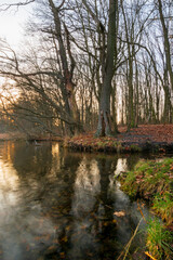 Fototapeta na wymiar Reflections of the forest in the water during sunset (Brandenburg, Germany)