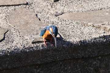 野鳥の宝石と言われているカワセミの写真