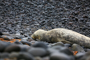 Young elephant seal stranded on Reunion island beach in January 2022