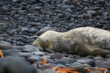 Young elephant seal stranded on Reunion island beach in January 2022