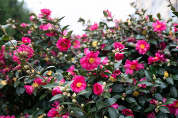 활짝 핀 동백꽃