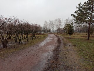country road in autumn