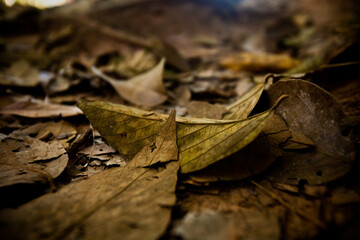 Fototapeta premium Beauty of trees and lush green inside a park. Nature and wellbeing concept.