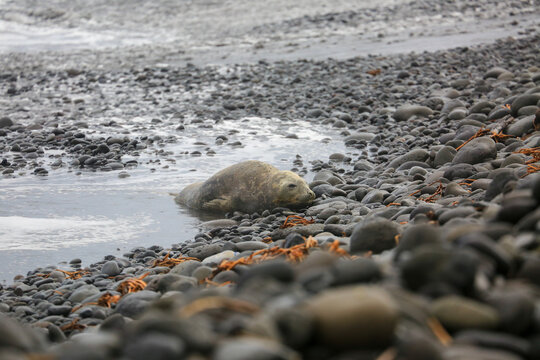 รูปภาพKerguelen เลือกดูภาพถ่ายสต็อก เวกเตอร์ และวิดีโอ261 Adobe Stock