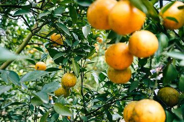 orange trees in the garden