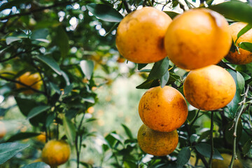 orange trees in the garden