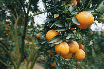 orange trees in the garden