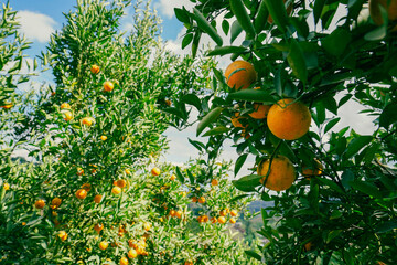 orange trees in the garden