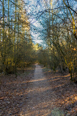 path in the forest (Brandenburg, Germany)