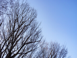 冬の枝が見える木々。
