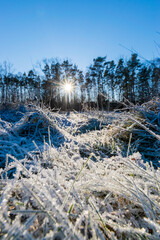 grass in the snow (Brandenburg, Germany)