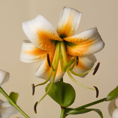 White-orange lily flower with long green stamens isolated on beige background.