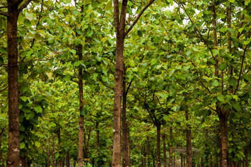 Beauty of trees and lush green inside a park. Nature and wellbeing concept.