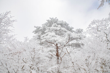 눈이 내린 겨울 풍경