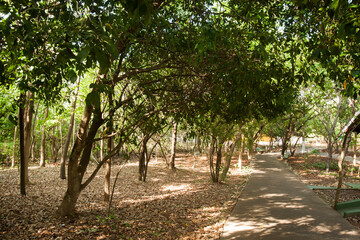 Beauty of trees and lush green inside a park. Nature and wellbeing concept.