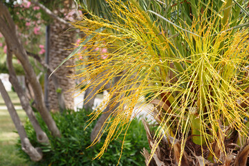Yellow brush of buds of palm trees on a spring day.