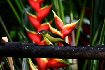 small Galapagos bird on a branch in natural conditions