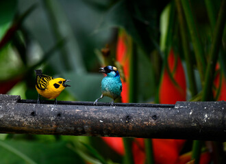 yellow and blue birds argue on a branch against a background of red tropical flowers of Ecuador 