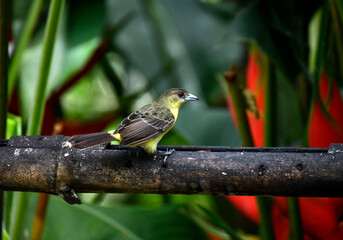 small Galapagos bird on a branch in natural conditions