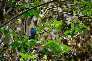 small Galapagos bird on a branch in natural conditions