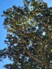 leafy branched evergreen trees with clear sky and sunlight