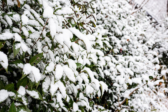 冬のイメージ 雪の積もる庭