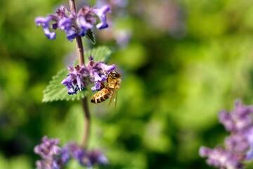 bee on a flower
