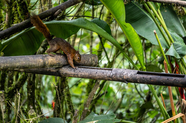 of extraordinary colors and colors of caliber near the nectar feeders in the wild forest of Ecuador