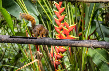 of extraordinary colors and colors of caliber near the nectar feeders in the wild forest of Ecuador