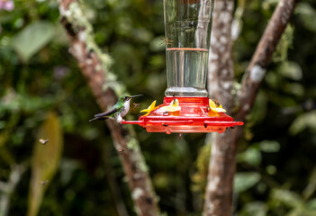 of extraordinary colors and colors of caliber near the nectar feeders in the wild forest of Ecuador