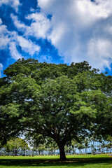 Obraz premium ハワイ島の情景