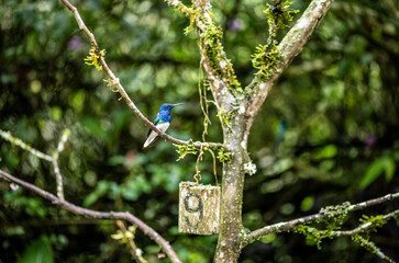 of extraordinary colors and colors of caliber near the nectar feeders in the wild forest of Ecuador
