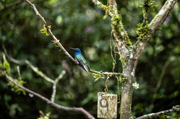 of extraordinary colors and colors of caliber near the nectar feeders in the wild forest of Ecuador