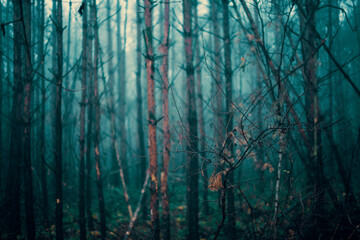 Foggy autumn forest Toned photo