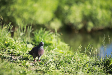 A bird relaxes in a pond on a lake on a Sunny day. Water lilies are swaying in the background.