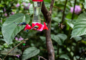 of extraordinary colors and colors of caliber near the nectar feeders in the wild forest of Ecuador