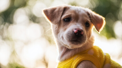 labrador puppy in sweater with light bokeh