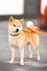 young shiba-inu on a walk. beautiful dog stand. Young Shiba Inu for a walk with the owner. Orange leash. red background