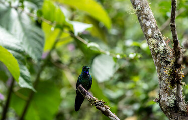 of extraordinary colors and colors of caliber near the nectar feeders in the wild forest of Ecuador 