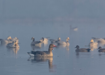 Greylag goose duck (Anser anser) floating over river during winter morning. 