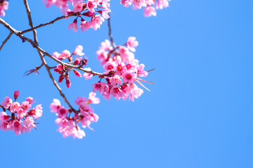 Close up of Wild Himalayan Cherry flowers or Sakura across blue sky
