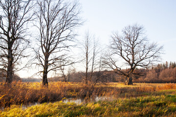 Fototapeta na wymiar Large Oak trees next to a small river on an late autumn evening on Mulgi wooded meadow in Soomaa National Park.
