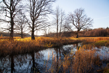 Large Oak trees next to a small river on an late autumn evening on Mulgi wooded meadow in Soomaa National Park.