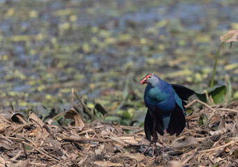 Grey-headed swamphen (Porphyrio poliocephalus) perched near  water body in forest.