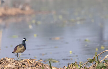 Bronze-winged jacana (Metopidius indicus) perched near water body in forest.
